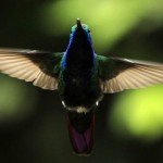 Study of Birds Could Lead to Better Drones