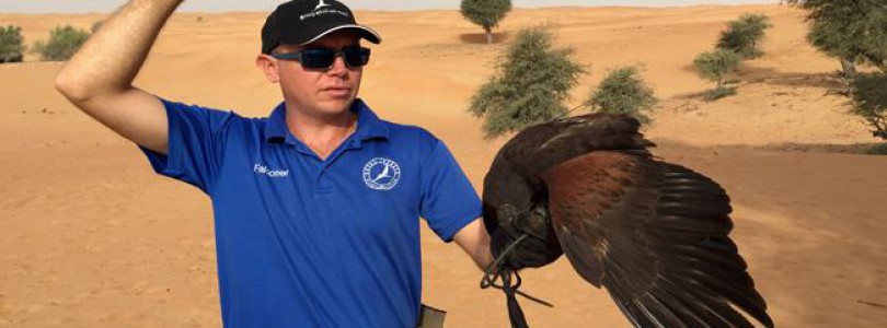 Drones Used in Training and Understanding Falcons