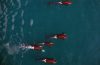 Whales from a Drone