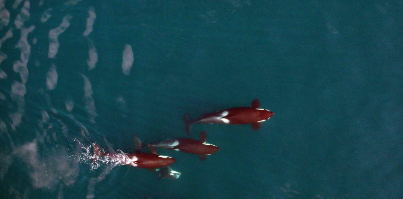 Whales from a Drone