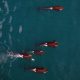Whales from a Drone